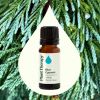 Blue Cypress Pure Essential Oil 10 mL