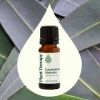 Eucalyptus Globulus Essential Oil