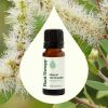 Niaouli 1,8-Cineole Essential Oil - 10 mL
