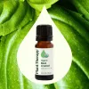 Organic Basil Linalool Essential Oil - 10 mL