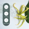 Cananga Essential Oil  10 mL